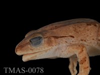 Brauer's tree frog Collection Image, Figure 13, Total 13 Figures